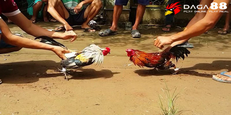 Đá gà tre Thomo là hình thức chơi chọi gà tại đấu trường ở Campuchia