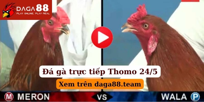Đá gà trực tiếp thomo ngày 24/5 có gì hot tại Daga88