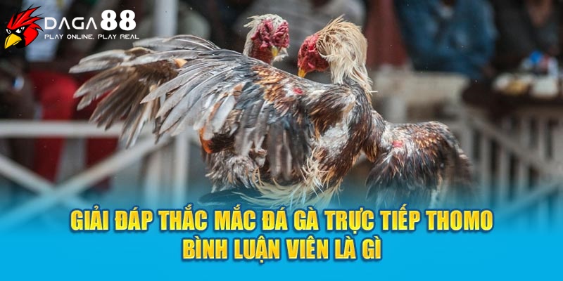 Giải đáp thắc mắc đá gà trực tiếp Thomo bình luận viên Việt Nam là gì